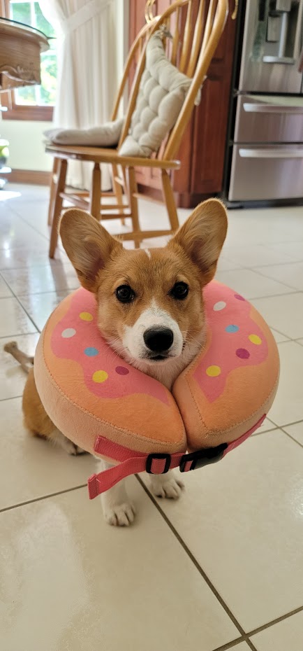 Miso wearing a donut